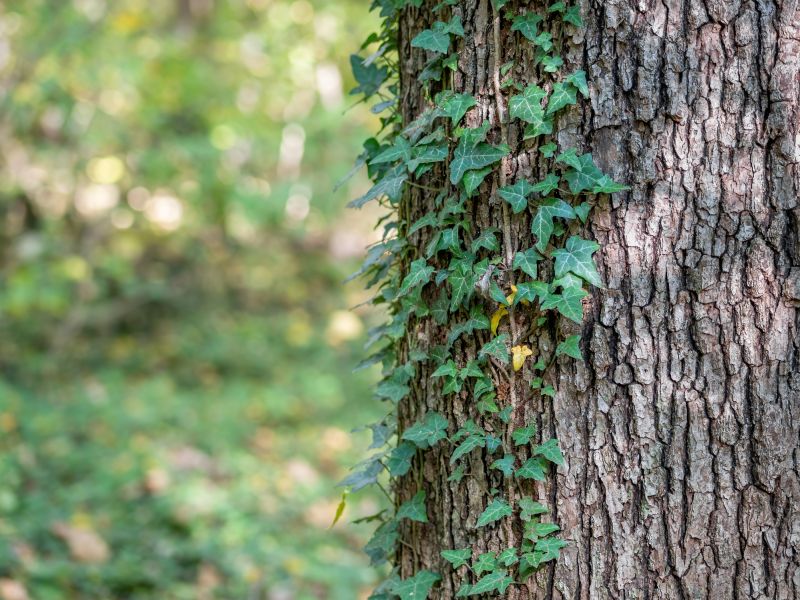 Vines Removal