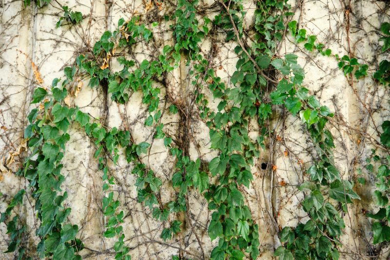 Vines Removal