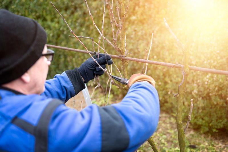 Vines Removal
