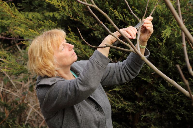 Magnolia Tree Pruning in Doylestown, PA