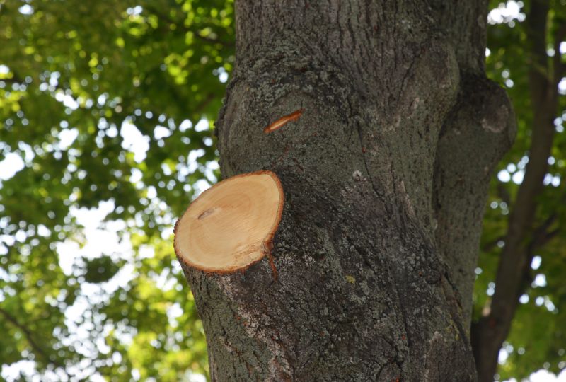 River Birch Trimming in Allentown, PA