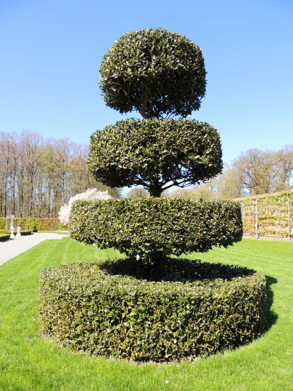 Decorative Topiary