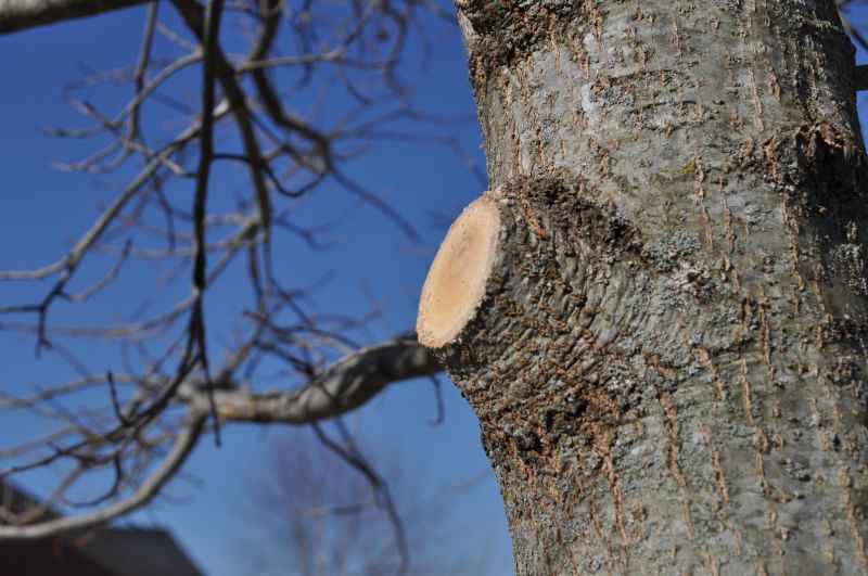 Tree Canopy Thinning in Doylestown, PA